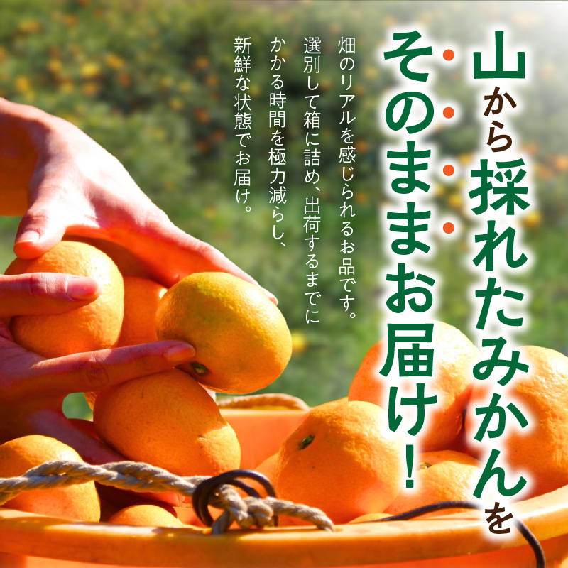 MK1050_みかん 山から直送 箱込 1kg ( 内容量 0.9kg ) 鮮度優先ごろごろ規格 和歌山県産 産地直送 【みかんの会】