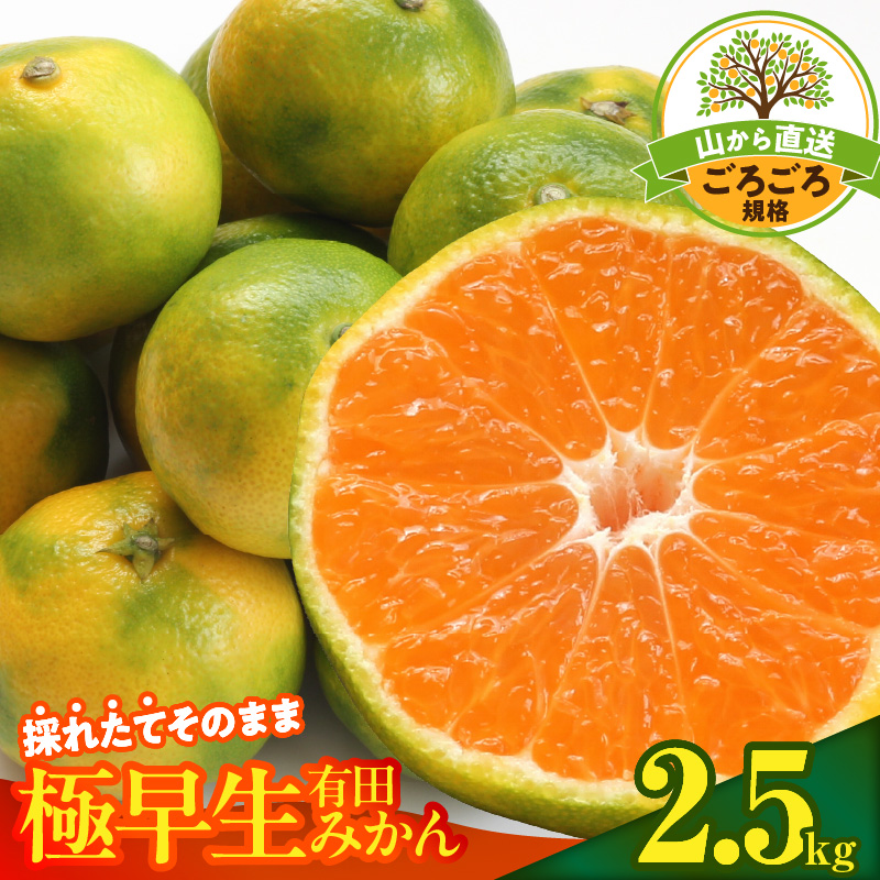 MK1081_【2026年先行予約】みかん 極早生 山から直送 箱込 2.5kg ( 内容量 2.3kg ) 採れたてそのままごろごろ規格 有田みかん 和歌山県産
