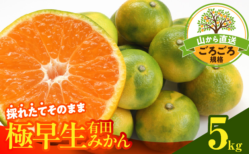 MK1080_みかん 極早生 山から直送 箱込 5kg ( 内容量 4.4kg ) 採れたてそのままごろごろ規格 有田みかん 和歌山県産