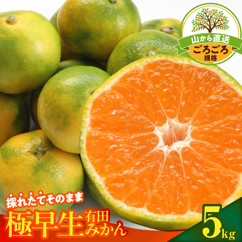 【2026年先行予約】みかん 極早生 山から直送 箱込 5kg ( 内容量 4.4kg ) 採れたてそのままごろごろ規格 有田みかん 和歌山県産_MK1080