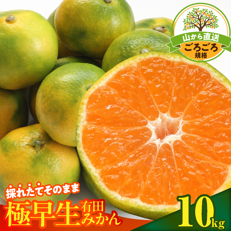 【2026年先行予約】みかん 極早生 山から直送 箱込 10kg ( 内容量 9.2kg ) 採れたてそのままごろごろ規格 有田みかん 和歌山県産_MK1078