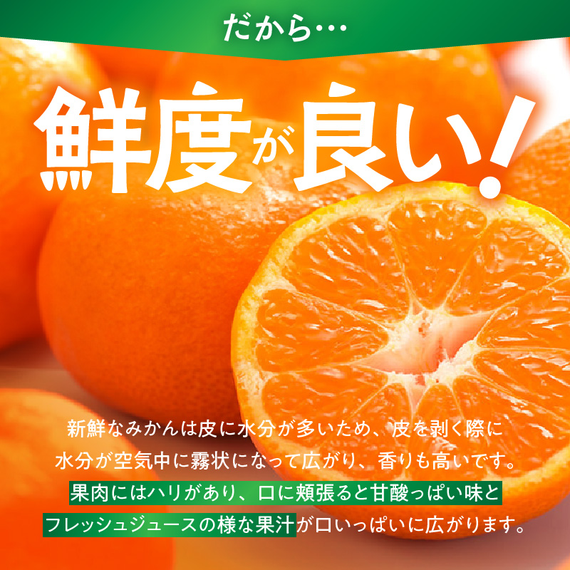 MK1078_みかん 極早生 山から直送 箱込 10kg ( 内容量 9.2kg ) 採れたてそのままごろごろ規格 有田みかん 和歌山県産