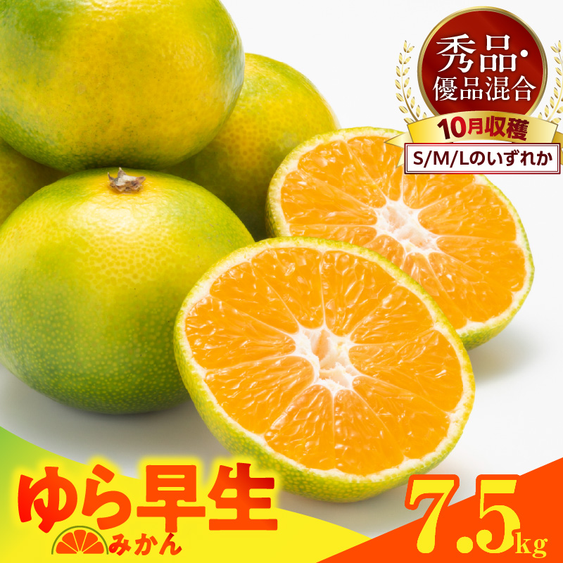 MK1055_【2026先行予約】ゆら早生 みかん 箱込 7.5kg ( 内容量 6.8kg ) S M Lサイズのいずれか 秀品 優品 混合 有田みかん 和歌山県産