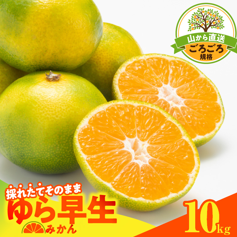 MK1062_【2026先行予約】ゆら早生 みかん 山から直送 箱込 10kg ( 内容量 9.2kg ) 採れたてそのままごろごろ規格 有田みかん 和歌山県産