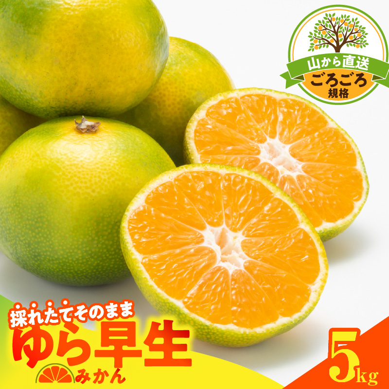 MK1064_【2026先行予約】ゆら早生 みかん 山から直送 箱込 5kg ( 内容量 4.4kg ) 採れたてそのままごろごろ規格 有田みかん 和歌山県産