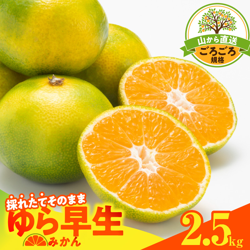 MK1065_【2026先行予約】ゆら早生 みかん 山から直送 箱込 2.5kg ( 内容量 2.3kg ) 採れたてそのままごろごろ規格 有田みかん 和歌山県産