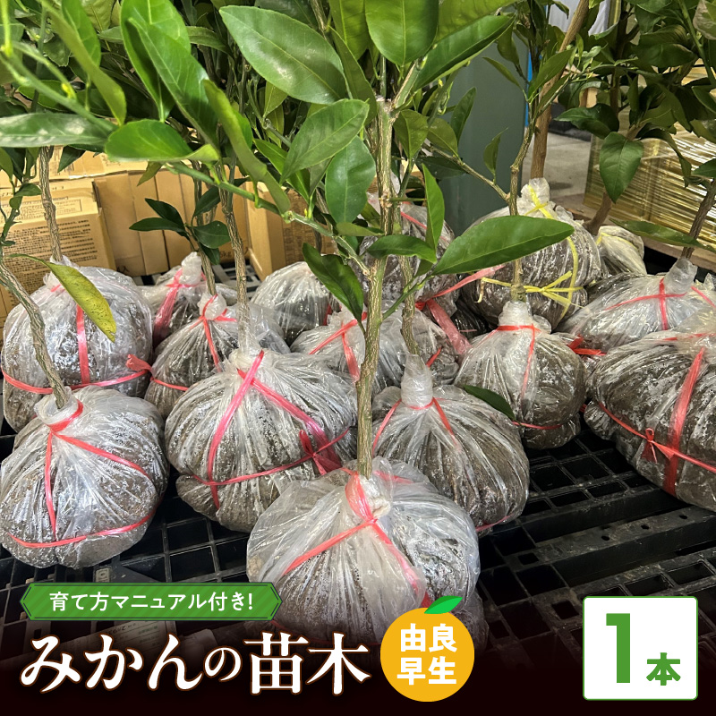 ZE6494_みかん 苗木　【由良早生】 1本