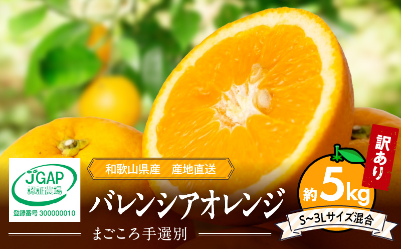 ZE6509_【2026年先行予約】和歌山県産 バレンシアオレンジ 5kg 家庭用