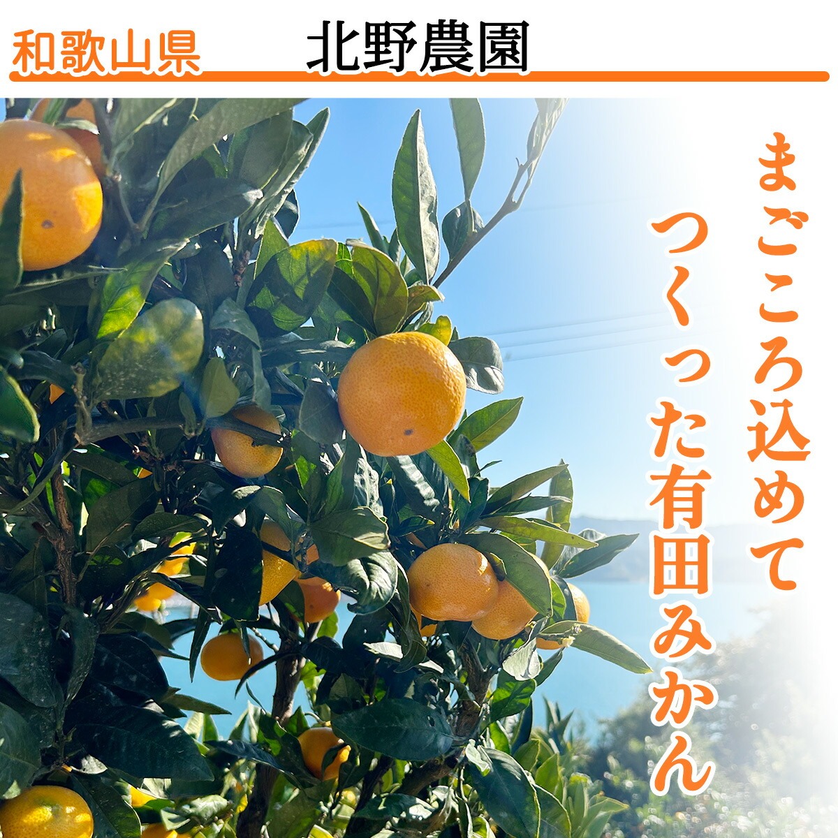 DZ6220_【2026年先行予約】家庭用 有田みかん 和歌山 小玉(2S,3Sサイズ混合) 約2kg