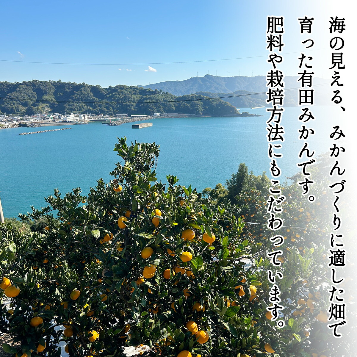 DZ6201_01_【2027年1月発送】ご家庭用 有田みかん 和歌山 S～Lサイズ 大きさお任せ 約10kg