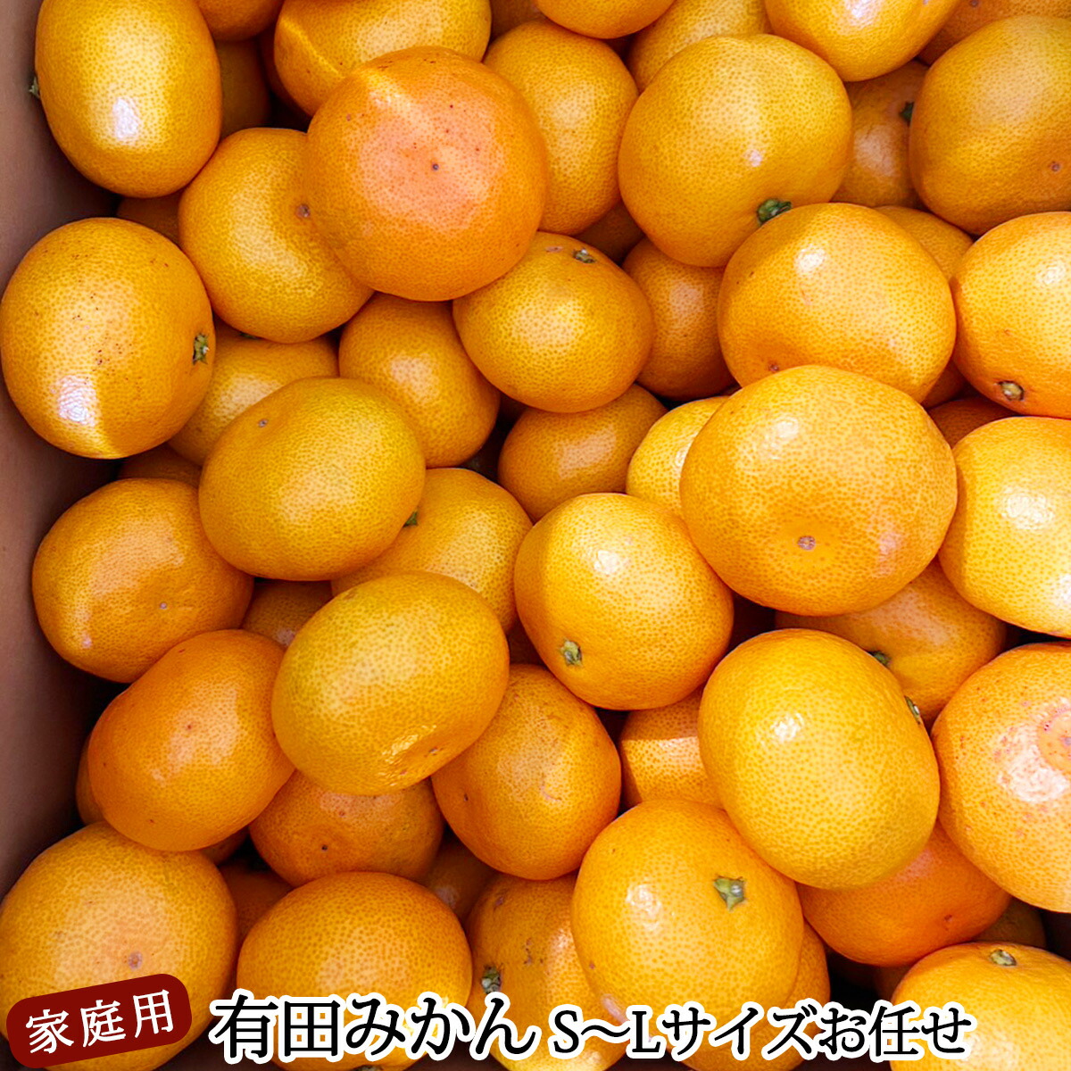 DZ6201_11_【2026年11月発送】ご家庭用 有田みかん 和歌山 S～Lサイズ 大きさお任せ 約10kg