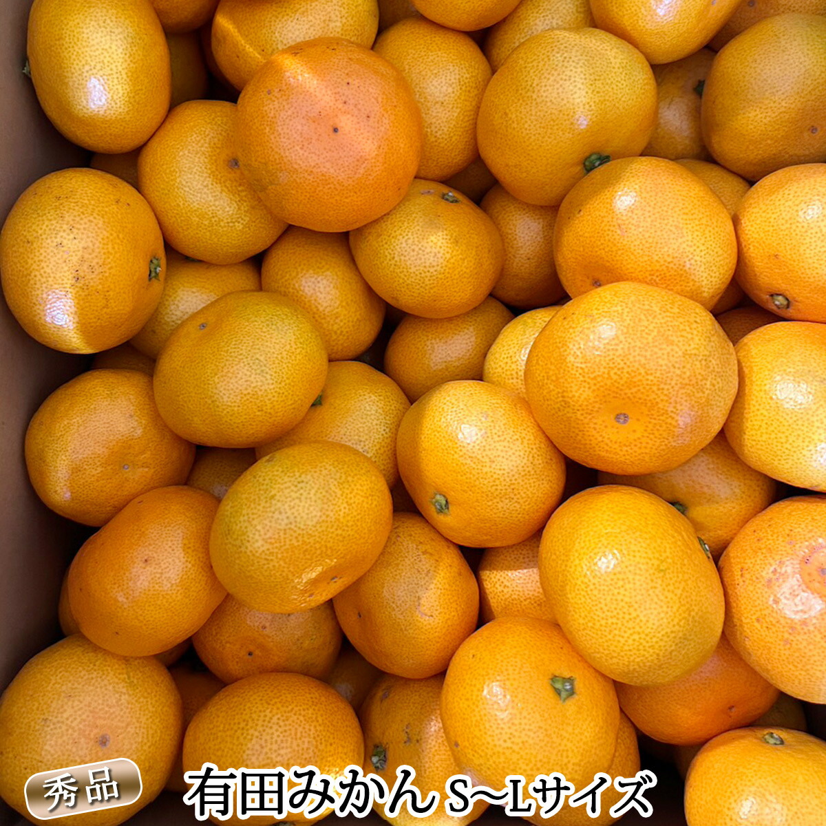 DZ6009n_11_【2026年11月発送】秀品 有田みかん 和歌山県産 S～Lサイズ 大きさお任せ 約3kg