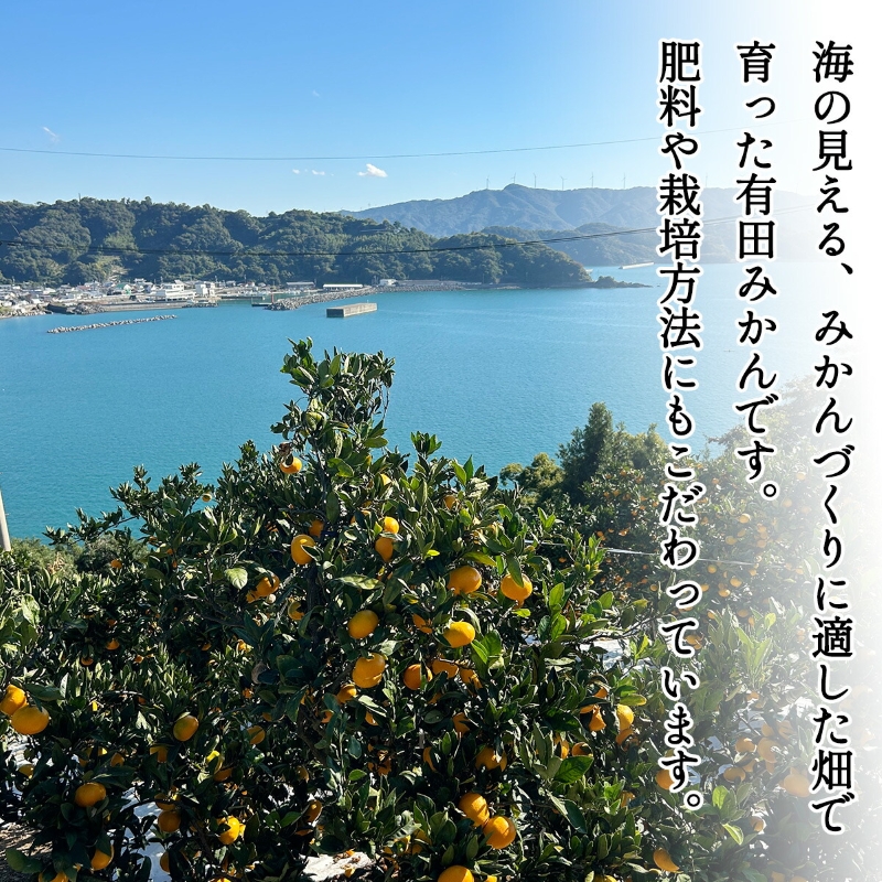 DZ6203_11_【2026年11月発送】ご家庭用 有田みかん 和歌山県産  S～Lサイズ 大きさお任せ 約3kg