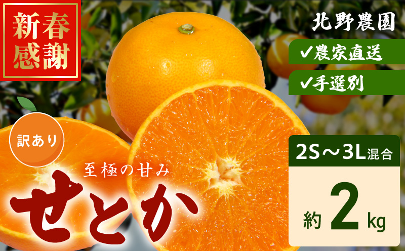 DZ6230_【2026年先行予約】ご家庭用 せとか 和歌山 有田 2S～3Lサイズ 大きさお任せ 約2kg