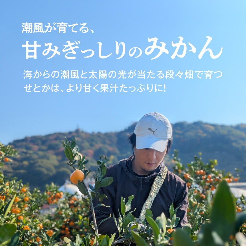 DZ6208_訳あり せとか 和歌山 有田 2S～3Lサイズ混合 約3kg