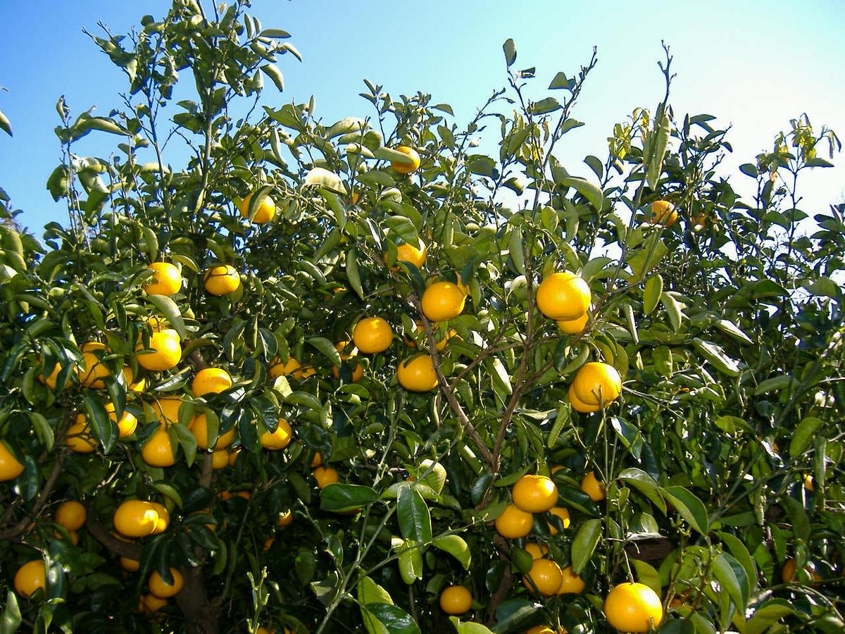 BB6061_和歌山由良町産 はっさく 約10kg (訳あり)(ご家庭用) サイズ混合 (S～3L)