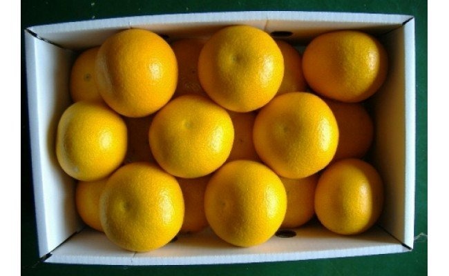 BB6061_和歌山由良町産 はっさく 約10kg (訳あり)(ご家庭用) サイズ混合 (S～3L)