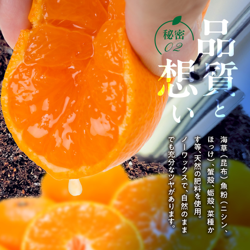 V7451_【2026年先行予約】田村みかん／5kg秀品【大玉サイズ】