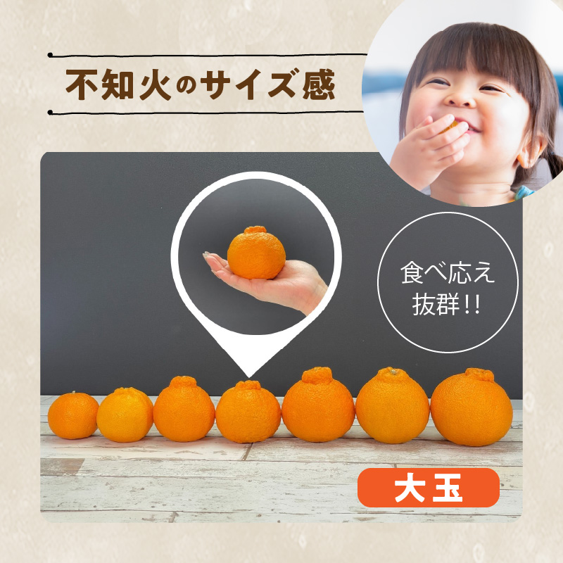 MK1012_不知火 (しらぬい) とにかく大玉 どっこいしょ 箱込 10kg (内容量約 9.2kg) 秀品 優品 混合