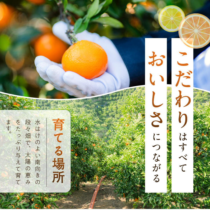 【2026先行予約】有田みかん 約5kg【家庭用】(S～Lサイズ)【まごころ手選別】_ZE6423