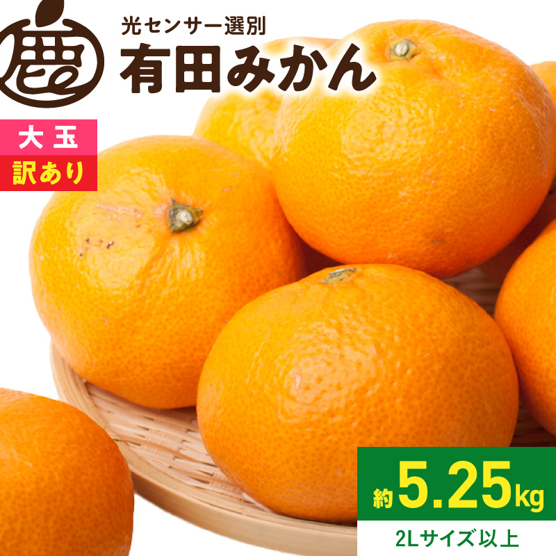 《2026年11月上旬～2027年1月下旬頃順次発送》【2026年先行予約】家庭用 大きな有田みかん約5kg+250g（傷み補償分）【わけあり・訳あり】【光センサー選果】_ZH7117