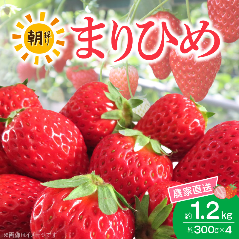 朝摘み 完熟 まりひめ いちご 約300g×4パック (合計約1,200g)_AB7335