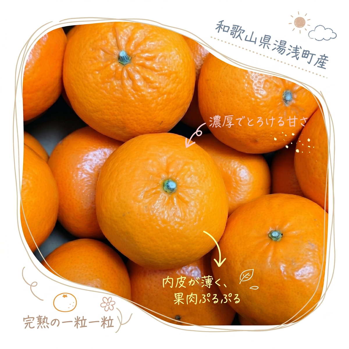 【2027年先行予約】《訳あり 家庭用》麗紅 約5kg（S～2Lサイズ混合）_EQ6004