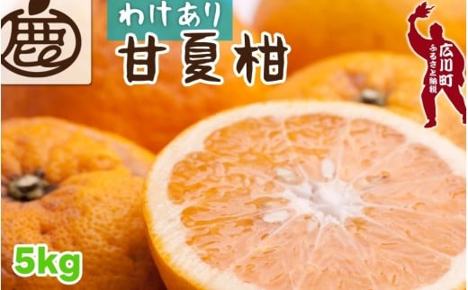 甘夏柑 家庭用 5kg+250g（痛み補償分） 光センサー / みかん 甘い 訳あり 柑橘 晩柑 和歌山 有田 ※4月上旬～6月下旬頃に順次発送 ※北海道・沖縄・離島への配送不可 【ikd023-c-5】