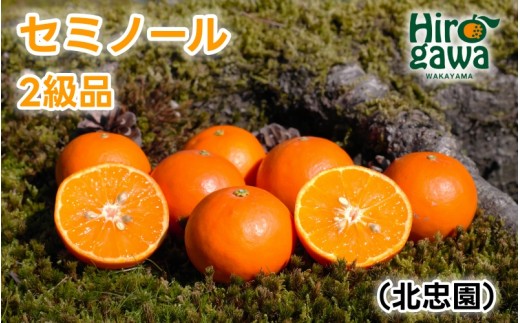 セミノール 5kg 2級品 / 和歌山 有田 広川 みかん ミカン 柑橘 果物 くだもの ギフト フルーツ 果実 ※2026年4月上旬～4月下旬頃に順次発送予定【hkt016-c-5】