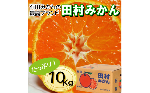 有田の高級みかん【田村みかん】秀品！たっぷり 10kg ギフトにもオススメ (S～Lサイズおまかせ) ※2025年11月上旬～2026年1月下旬頃発送予定  【ngt004-tamura-10】