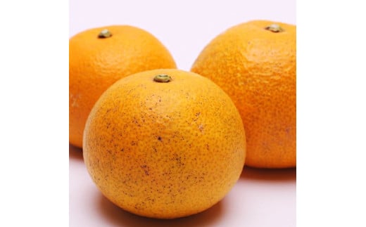 はっさく 2.5kg+250g（痛み補償分） 厳選 光センサー / 八朔 高級 甘い 和歌山 有田 柑橘 ※1月上旬〜4月上旬頃に順次発送予定 ※北海道・沖縄・離島への配送不可 【ikd021-p-2d5B】