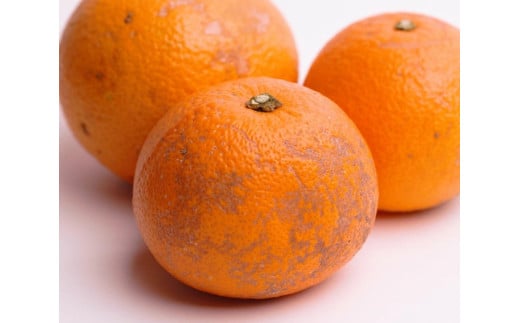 はっさく 10kg+250g（痛み補償分） 家庭用 光センサー / 八朔 訳あり 甘い 和歌山 有田 柑橘 ※1月上旬〜4月上旬頃に順次発送予定 ※北海道・沖縄・離島への配送不可 【ikd021-c-10B】