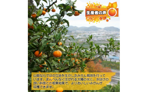 ▼有田みかん 3kg 家庭用 頑固オヤジのこだわりみかん ※11月中旬～2025年1月上旬頃に順次発送予定 【krf004-c-3A】