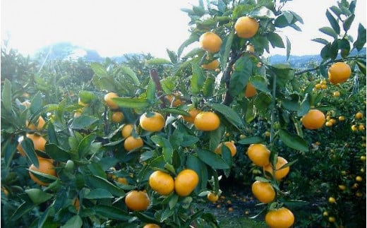 紀州 有田 みかん 訳あり キズ 5kg サイズ混合 家庭用 ※2026年11月下旬～2027年1月中旬頃に順次発送予定 ※北海道・沖縄・離島配送不可 / 温州みかん 甘い 柑橘 果物 和歌山【sml004-c-5A】