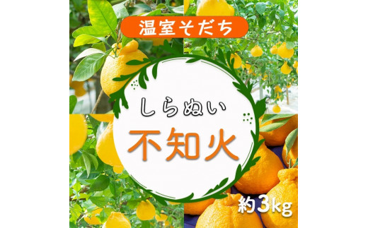 ▼温室しらぬい約3kg（7～8玉入） 不知火 【贈答用 化粧箱入】　※2024年11月下旬～12月下旬頃順次発送予定 【ymk006-p-3】