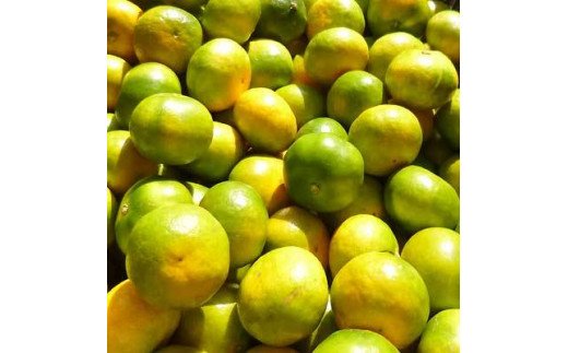 【先行予約】極早生 みかん 家庭用 4kg / 極早生みかん 温州みかん 甘い 家庭用 和歌山 柑橘 ※2026年10月上旬～11月上旬順次発送 ※北海道・沖縄・離島への配送不可 【nuk003-r-4A】