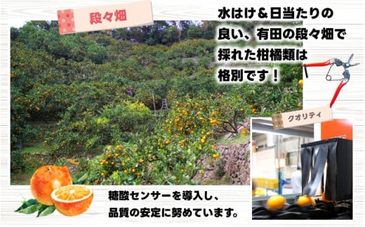 鹿蔵の 有田 みかん 訳あり 小玉 10kg 光センサー 選果 / 温州みかん 有田みかん 甘い 家庭用 和歌山 柑橘 ※2026年11月順次発送予定 ※北海道・沖縄・離島への配送不可 【ikd004-cs-10-novC】