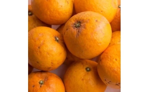 甘夏柑 家庭用 2.5kg+250g（痛み補償分） 光センサー / みかん 甘い 訳あり 柑橘 晩柑 和歌山 有田 ※4月上旬～6月下旬頃に順次発送 ※北海道・沖縄・離島への配送不可 【ikd023-c-2d5】