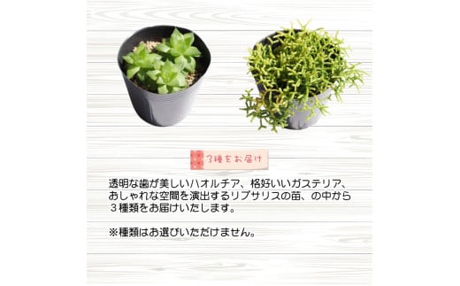 多肉植物特選ハオルチア・ガステリア・リプサリス3種 【gsa913-haru-2】