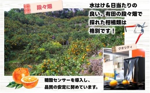 はっさく 10kg+250g（痛み補償分） 家庭用 光センサー / 八朔 訳あり 甘い 和歌山 有田 柑橘 ※1月上旬〜4月上旬頃に順次発送予定 ※北海道・沖縄・離島への配送不可 【ikd021-c-10B】