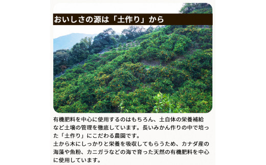 ▼有田みかん 3kg 家庭用 頑固オヤジのこだわりみかん ※11月中旬～2025年1月上旬頃に順次発送予定 【krf004-c-3A】