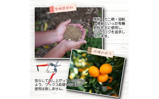 ちっちゃな 有田みかん こつぶみかん 家庭用 5kg （3S～2Sサイズ混合） 光センサー選別 ※2026年11月中旬～2027年年1月中旬に順次発送予定 ※北海道・沖縄・離島への配送不可 / 温州みかん みかん 甘い 柑橘 果物 和歌山 【nuk004-s-5A】