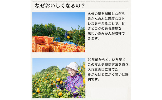 æç° ã¿ãã ç¹éž èµ€ç§ 5kg ã 嵿¥120幎 蟲家çŽé ã / æž©å·ã¿ãã æç°ã¿ãã çã ã®ãã èŽç é«çŽ åæå±± ææ© â»2026幎11æäžæ¬ïœ2027幎1æäžæ¬ã«é 次çºé ãisy004-gif-5Bã