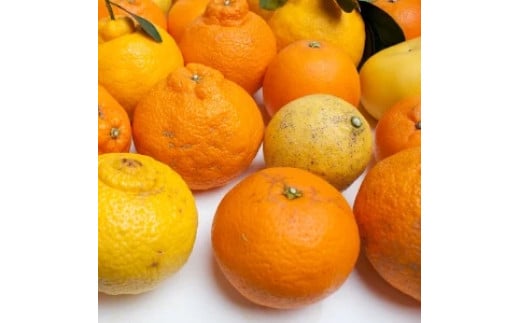 カラマンダリン 5kg+250g（痛み補償分） 家庭用 / カラ カラオレンジ カラみかん 南津海 なつみ 訳あり 和歌山 有田 柑橘 晩柑 ※4月上旬〜7月中旬に順次発送 ※北海道・沖縄・離島への配送不可 【ikd015-c-5C】