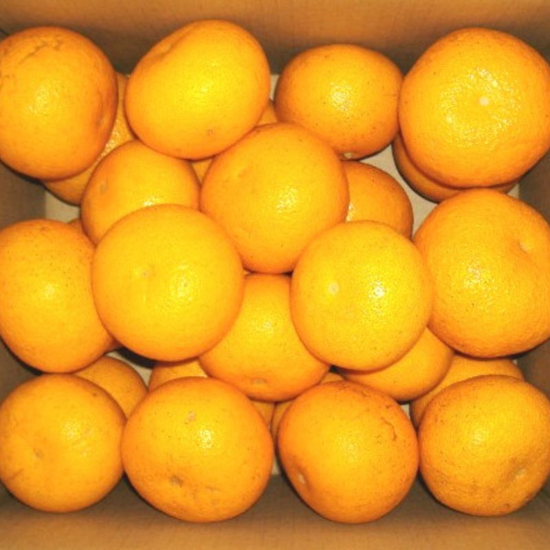 和歌山広川町産 さつきはっさく 約10kg 秀品 サイズおまかせ (Lまたは2Lいずれかお届け) ※2027年3月下旬から4月下旬に順次発送【sml022-satu-r-10】