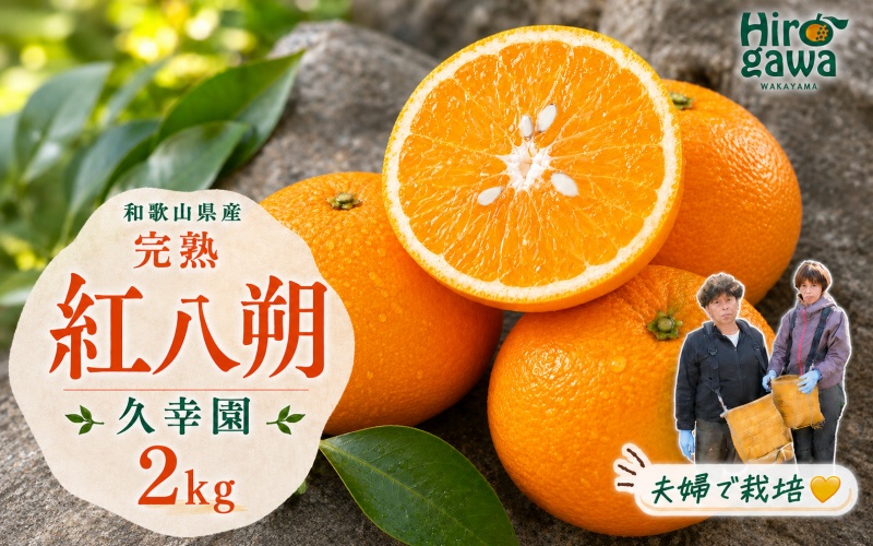 完熟 紅八朔 2kg 久幸園 / はっさく 甘い 和歌山 柑橘 ※2027年4月上旬～5月上旬頃に順次発送予定 【hsk022-beni-2】