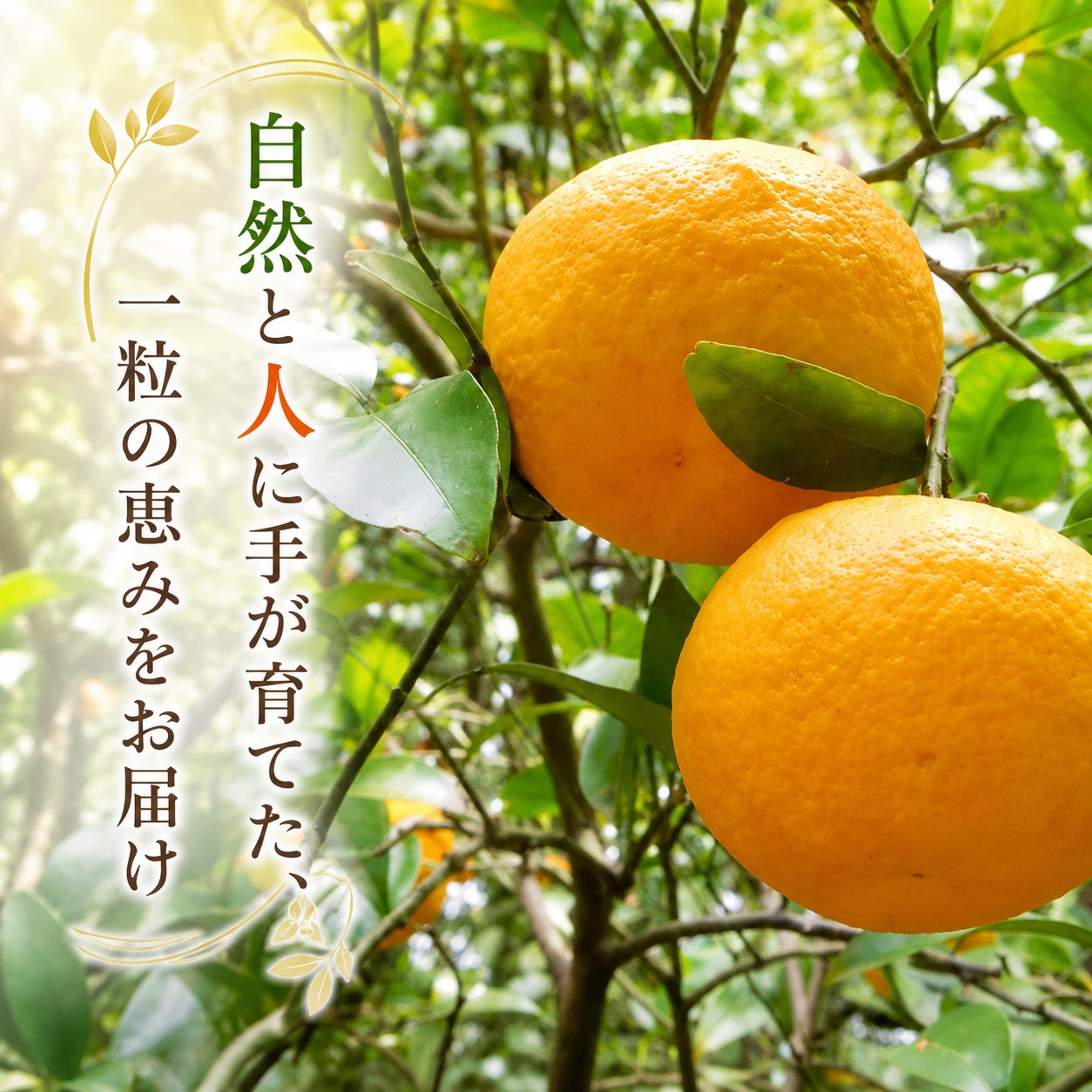 甘夏 一級 5kg / 和歌山 有田 広川 あまなつ 柑橘 果物 くだもの ギフト フルーツ 果実 ※2027年3月上旬～3月下旬頃に順次発送予定【hkt023-p-5】