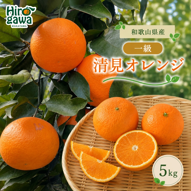 清見 一級品 5kg / 和歌山 有田 広川 清見 オレンジ きよみ 柑橘 果物 くだもの ギフト フルーツ 果実 ※2027年3月上旬～3月下旬頃に順次発送予定【hkt011-p-5】