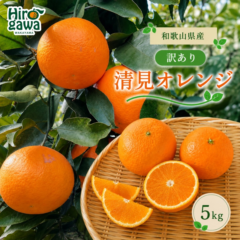 清見 訳あり 5kg / 和歌山 有田 広川 清見 オレンジ きよみ 柑橘 果物 くだもの ギフト フルーツ 果実 ※2027年3月上旬～3月下旬頃に順次発送予定【hkt011-c-5】