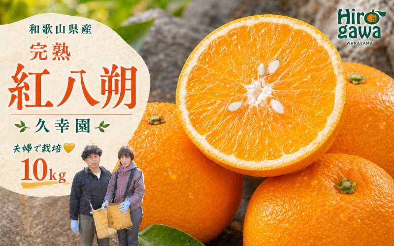 完熟 紅八朔 10kg 久幸園 / はっさく 甘い 和歌山 柑橘 ※2027年4月上旬～5月上旬頃に順次発送予定【hsk022-beni-10C】